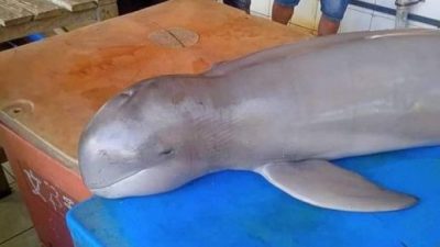 砂渔民：搁鱼市场找村长处理  海豚困渔网 已死亡