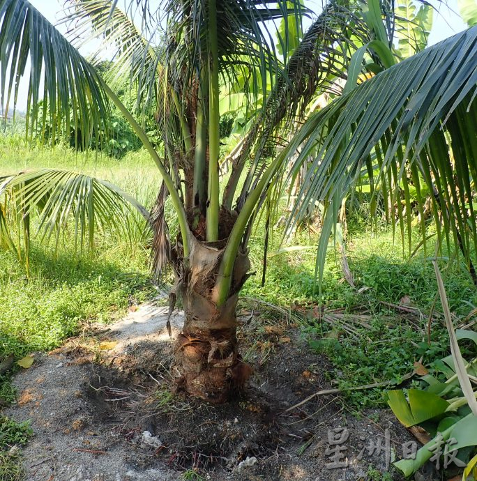 窃贼光天化日 偷挖走2棵香椰树