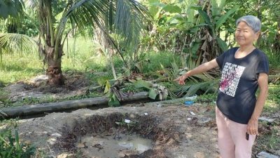 妇女种十年首次遇到   窃贼挖走2香椰树 