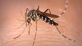 第17流行病学周2237宗蚊症 今年累计39死亡病例