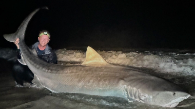 美国佛州钓客博斗半小时 3.6公尺虎鲨终上钩
