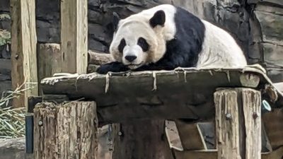 美国最后一组大熊猫 预计将在今秋离开亚特兰大返回中国