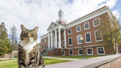 美虎紋貓每天到大學聽課 獲頒榮譽博士學位