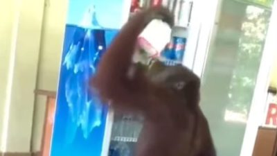 视频 | 人猿闯咖啡馆 从冰箱取饮料喝