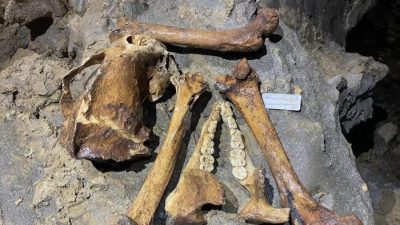 贵州绥阳双河洞 发现熊猫化石遗迹44处