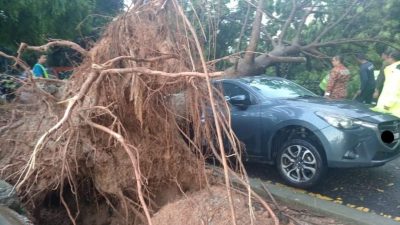 隆市午间大雨酿5树倒   共10辆轿车及民宅受毁