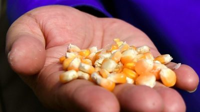 霹盼提升玉米种植 满足本地农牧者需求