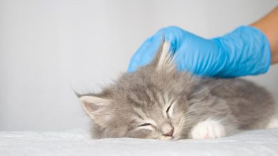 韩国181只猫死亡 未检测出病因引争议