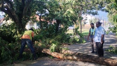 风雨袭倒大树 市议员助清理