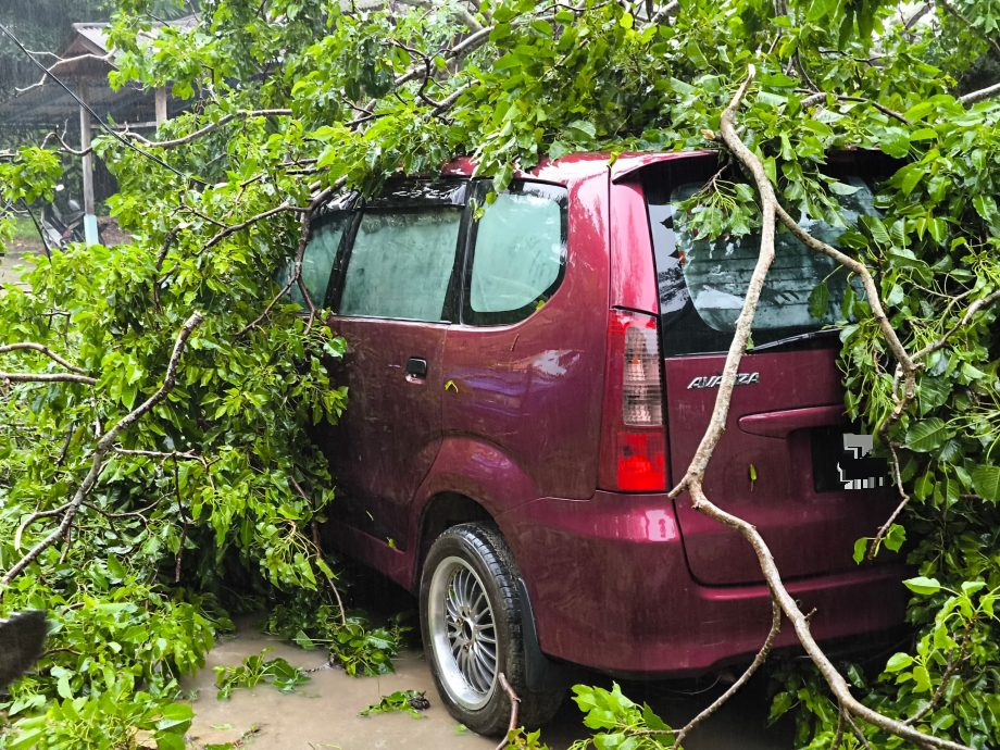 风雨袭倒大树压毁屋车 2姐弟受伤送院