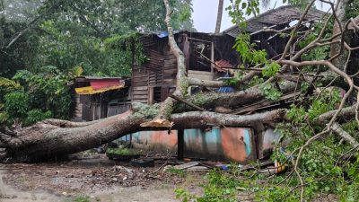风雨袭倒大树压毁屋车 2姐弟受伤送院