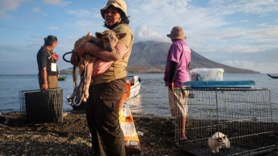 鲁仰火山大规模喷发  志工冒险救遭遗弃宠物