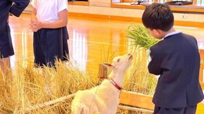鹿儿岛小学新生“竟是一只羊” 入学贺礼是新鲜牧草