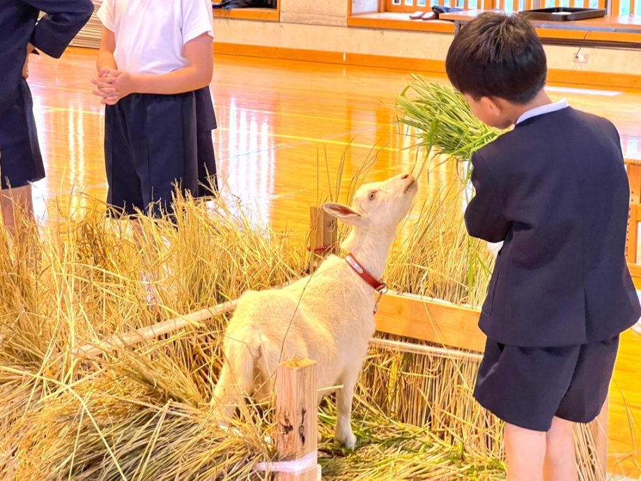 鹿儿岛小学新生“竟是一只羊” 入学贺礼是新鲜牧草