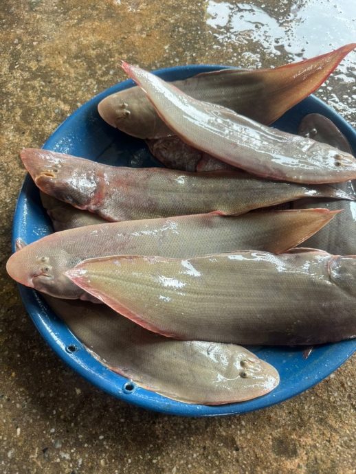 （10日发布）半岛心旅行 | 威北瓜拉姆拉渔村独特魄力 低声耳语买卖海鲜