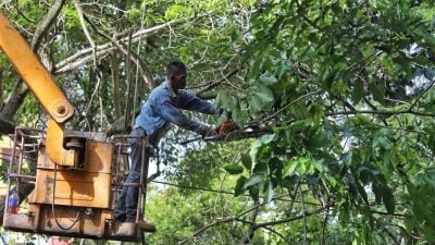 汉都亚再也市会首2月修砍367树·去年砍修4333