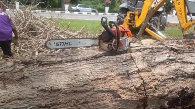 野新市会维护公众安全 拨75万修砍树木