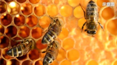 槟消协：蜜蜂列濒危物种名单 用农药致半岛蜂窝减