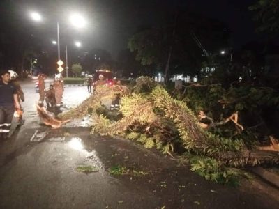 晚上倾盆大雨  槟岛至少10地区树倒影响交通