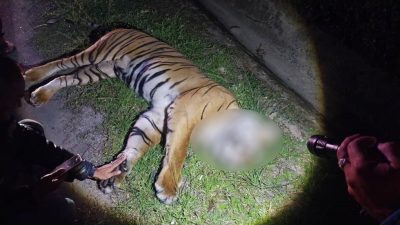 视频| 130公斤马来虎  凌晨过马路遭撞毙！