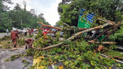 森州立法议会 | 阿鲁古玛：州政府已下令 加速修剪砍伐“病树”