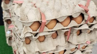 达雅节即将到来  鸡蛋需求量渐增
