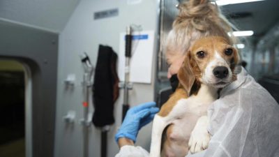 4000只实验小猎犬遭喂粪或监生饿死  冷血美企被罚款3500万美元