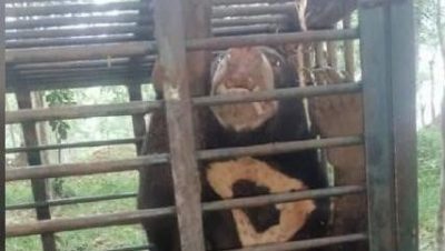 丹州野生動物局一週內  先後捕獲一母一公太陽熊
