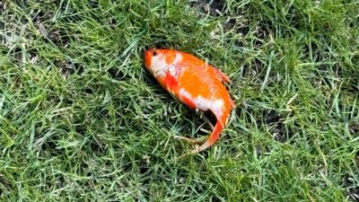 “天降活金魚”落在草地上　醫生急救魚傻眼：家附近完全沒池塘