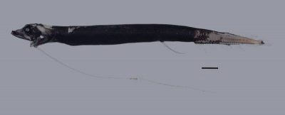 紐西蘭深海驚現“龍魚”新物種    體長22公分散佈發光器官
