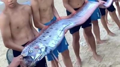越南驚現超大地震魚 身長4.5公尺 民眾搶拍照